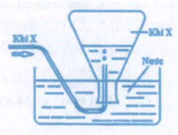 Trong phòng thí nghiệm, khí X được điều chế và thu vào bình tam giác (ảnh 1)