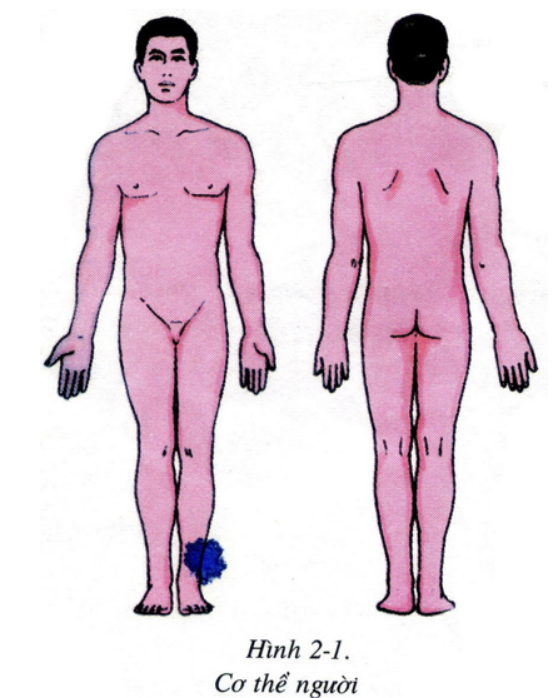 Bài 2: Cấu tạo cơ thể người (ảnh 1)
